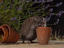 Hedgehog (Erinaceus europaeus) foraging in a flowerpot on a garden patio at night, North Norfolk, UK. July.