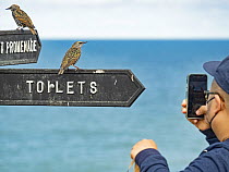 Two Starlings (Sturnus vulgarus) perched on signpost being photographed by man with mobile phone camera, Cromer, Norfolk, UK. September.