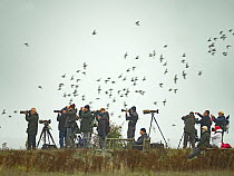Group of birdwatchers photographing wading birds, including Red knot (Calidris canutus) and Oystercatchers (Haematopus ostralegus) on the Wash, Snettisham RSPB Reserve, Norfolk, UK. October.