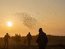 People watching Red knots (Calidris canutus) and Oystercatchers (Haematopus ostralegus) flock in flight at sunrise, Snettisham RSPB Reserve, Norfolk,  UK. October.
