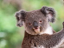 Koala (Phascolarctos cinereus) portrait, this animal was rescued from bushfire, Brisbane, Australia. Captive.