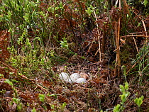 Woodcock (Scolopax rusticola) four eggs in nest on ground in undergrowth, Glen Affric, Scottish Highlands, UK. May.