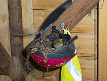 Robin (Erithacus rubecula) fledgling, in cycle helmet nest in garden shed, Kent, UK. May.