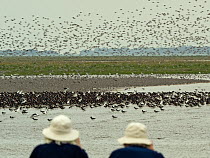 Two people watching large flock of waders, including Red knots (Calidris canutus) and Oystercatchers (Haematopus ostralegus) moving on the incoming tide on The Wash, Snettisham RSPB Reserve, Norfolk,...