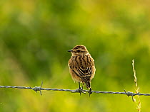Whinchat (Saxicola rubetra) perched on wire fence, Holkham, North Norfolk, UK. September.