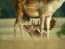 Two Fallow deer (Dama dama) bucks, one calling during autumn rut, Norfolk, UK. September.