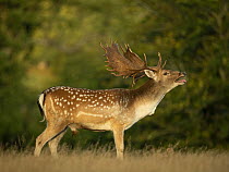 Fallow deer (Dama dama) buck, calling during autumn rut, Norfolk, UK. September.