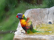 Rainbow lorikeet (Trichoglossus moluccanus) bathing in garden bird bath, Brisbane, Australia.
