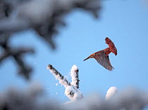 Red crossbill (Loxia curvirostra) flying, carrying  cone in beak.  Innlandet, Norway. December.