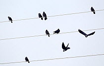 Western jackdaw (Corvus monedula) flock perched on electricity line. Norway. March.