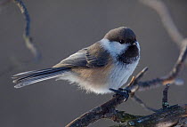 Siberian tit (Poecile cinctus) perched on branch.  Finnmark, Norway. April.