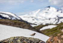 Sanderling (Calidris alba) perched on rock.  Laakso national park, Glomfjellet, Norway. July.