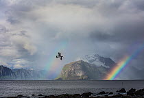 Eurasian oystercatcher (Haematopus ostralegus) in flight in fjord with double rainbow in background.  Lofoten archipelago, Norway. June.