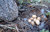Western capercaillie (Tetrao urogallus) nest with eggs on ground in forest, Norway.