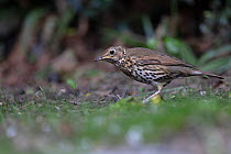 Song thrush (Turdus philomelos) foraging on ground.  Norwich, UK. May.