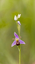 Bee orchid (Ophrys apifera) in flower.  Norfolk, UK. June. Stacked.