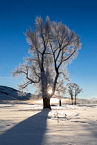 Frosted trees at sunrise, Lamar Valley, Yellowstone National Park, Wyoming, USA. January 2022