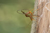 Female Long-tailed giant ichneumonid wasp (Megarhyssa macrurus) ovipositing by parasitizing larva of horntail wasp inside trunk of dead tree using ovipositor consisting of sheath with sharp point for...