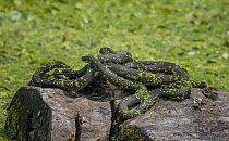 Group of five Northern watersnakes (Nerodia sipedon) mating or attempting to mate on log in Duckweed (Lemnoideae) covered pond.  Maumee Bay State Park, Ohio, USA. May.