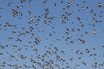 Flock of Tree swallows (Tachycineta bicolor) in flight during southward migration congregating on seashore to feed on Bayberries (Myrica pensylvanica).  New Jersey, USA. October.