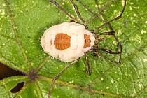 Harvestman (Leiobunum sp.) infected by fungus (Pandora phalangicida) that parasitizes Opiliones arachnids.  Philadelphia, Pennsylvania, USA. July.