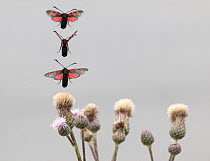 Six spot burnet moth (Zygaena filipendulae) flying off.  Viken, Norway. July.  Composite image.