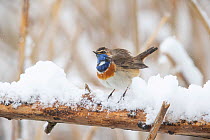 Bluethroat (Luscinia svecica cyanecula) male, looking up at snowflakes whilst perching on a snowy branch, Germany.