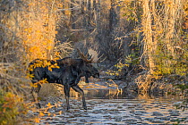 Bull moose (Alces alces) crossing a mountain creek at sunset, Grand Teton National Park, Wyoming, USA. October.