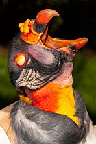 King vulture (Sarcoramphus papa) yawning, showing its protective nictitating membrane or "third eyelid",  head portrait, Parque Jaime Duque, Bogota, Colombia. Captive.