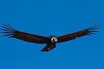 Andean condor (Vultur gryphus) in flight, Cruz del Condor viewpoint, Arequipa, Peru.