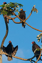 Lesser yellow-headed vultures (Cathartes burrovianus) and Turkey vultures (Cathartes aura) perched on branch, Santa Ana del Yacuma, Beni, Bolivia.