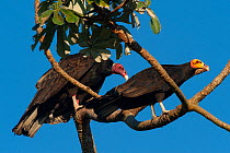 Lesser yellow-headed vulture (Cathartes burrovianus) and Turkey vulture (Cathartes aura) perched on branch, Santa Ana del Yacuma, Beni, Bolivia.