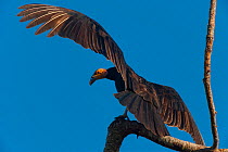 Lesser yellow-headed vulture (Cathartes burrovianus) perched on branch in "horaltic pose", spreading wings and basking in sun, Santa Ana del Yacuma, Beni, Bolivia.