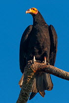 Lesser yellow-headed vulture (Cathartes burrovianus) perched on branch, Santa Ana del Yacuma, Beni, Bolivia.
