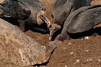 Three American black vultures (Coragyps atratus) scavenging on eggs being laid on beach by Olive Ridley turtle (Lepidochelys olivacea), Nicoya Peninsula, Guanacaste Province, Costa Rica.