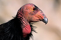 Californian condor (Gymnogyps californianus) head portrait, California, USA. Critically endangered.