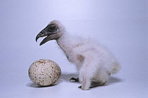Turkey vulture (Cathartes aura) chick, aged 11 days, and egg, portrait, Zooparc Beauval, Captive, occurs in North and South America.