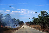 Black kite (Milvus migrans) flock circling and landing on outback road with a small wildfire burning on roadside bushland, Australia.