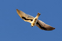 Letter-winged kite (Elanus scriptus) in flight, Bedourie, Queensland, Australia.