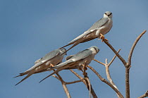 Three African swallow-tailed kites (Chelictinia riocourii) resting, perched on branch, Cuzmar Island, Senegal, Africa.