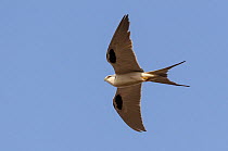 African swallow-tailed kite (Chelictinia riocourii) in flight, Cuzmar Island, Senegal, Africa.