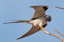 African swallow-tailed kite (Chelictinia riocourii) perched on branch, preening, Cuzmar Island, Senegal, Africa.