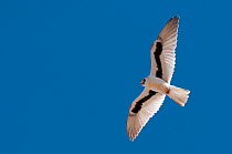 Letter-winged kite (Elanus scriptus) hovering, Bedourie, Queensland, Australia.