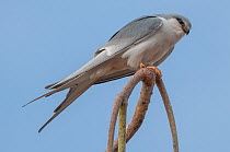 African swallow-tailed kite (Chelictinia riocourii) perched on branch, Cuzmar Island, Senegal, Africa.
