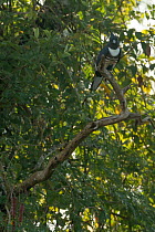 Black baza (Aviceda leuphotes) perched on a branch, Kerala, India.