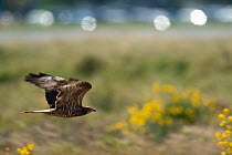 Honey buzzard (Pernis apivorus) in flight, Occitanie, France. May.