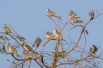 African swallow-tailed kite (Chelictinia riocourii) flock, roosting in tree top, Cuzmar Island, Senegal, Africa.