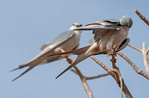 Two African swallow-tailed kites (Chelictinia riocourii) perched on branch, preening, Cuzmar Island, Senegal, Africa.