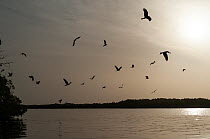 Yellow-billed kite (Milvus migrans aegyptius) flock in flight over river at dusk, Sine Saloum, Senegal.