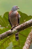 Double-toothed kite (Harpagus bidentatus) perched on branch holding lizard prey, Bangsias Proaves Reserve, Choco, Colombia.